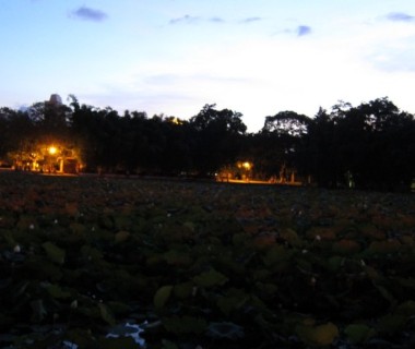翠湖荷花开了(20110728)