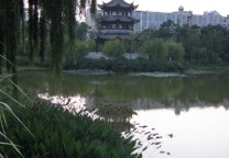 莲花池一角 (20110808)