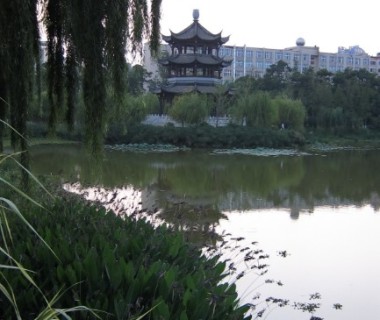 莲花池一角 (20110808)