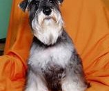 雪纳瑞不能吃的东西