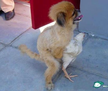 养了半年的肉鸡就这样被糟蹋了!